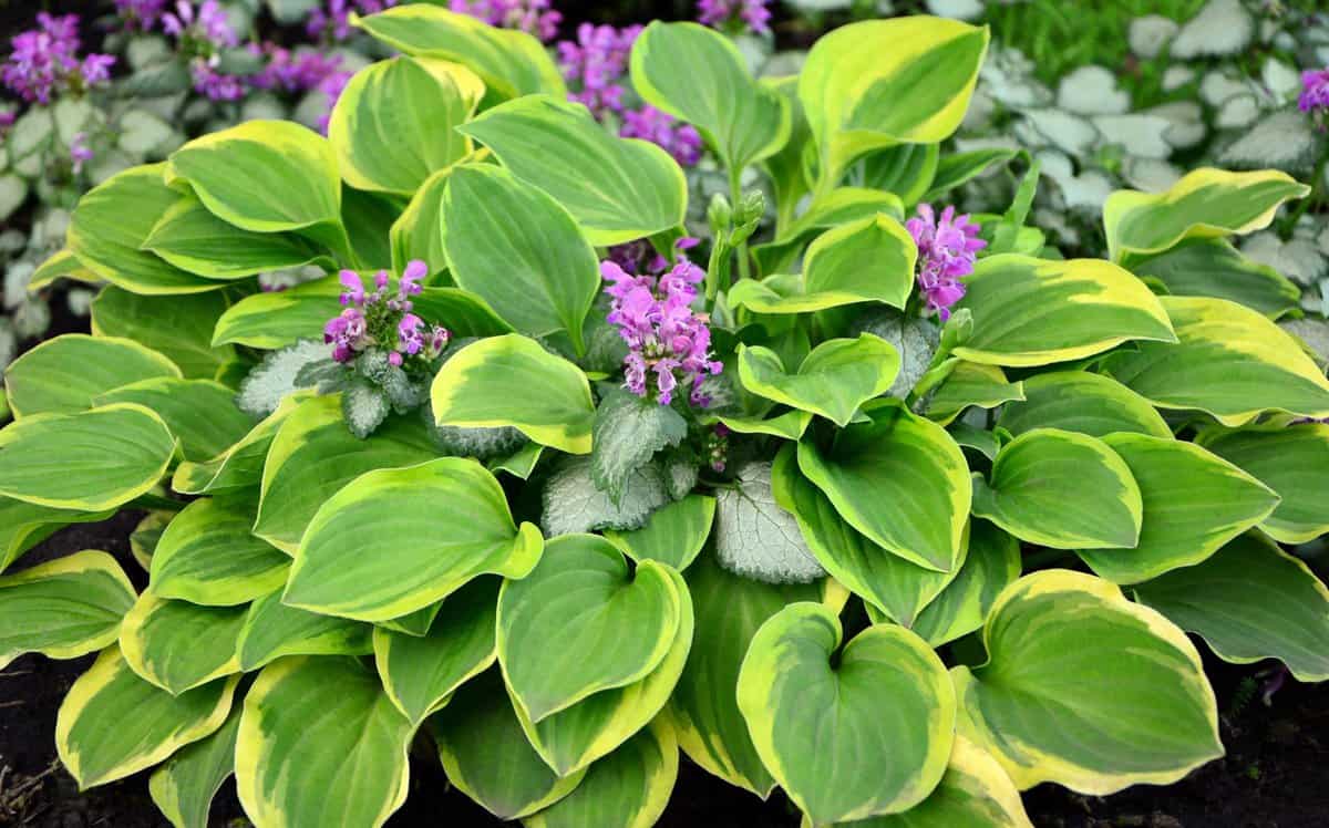 Small hosta with flowering lamium growing through it.