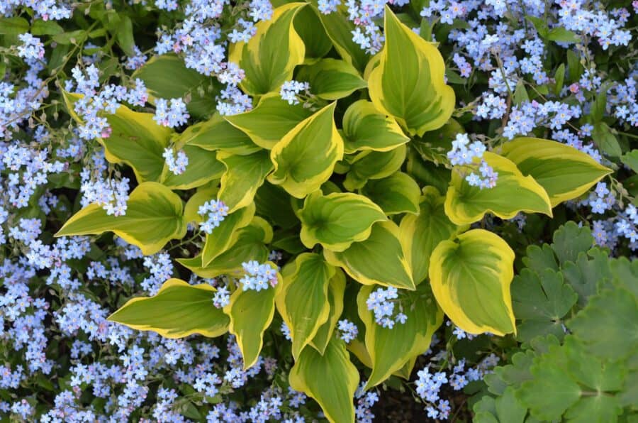 Small green and gold hosta with flowering forget-me-nots.