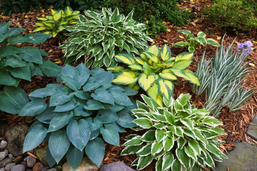 A group of small hostas in the garden