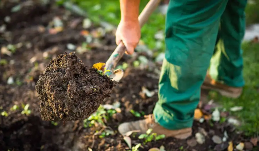 A man spading the garden.