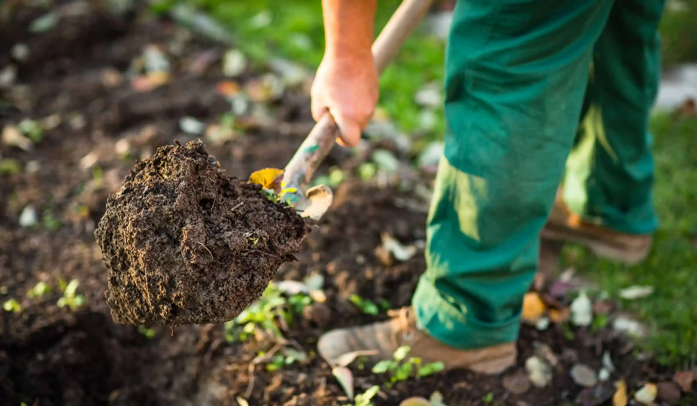 How to Make Hostas Grow Bigger: 21 Tips and Tricks – Rain Tree Gardens