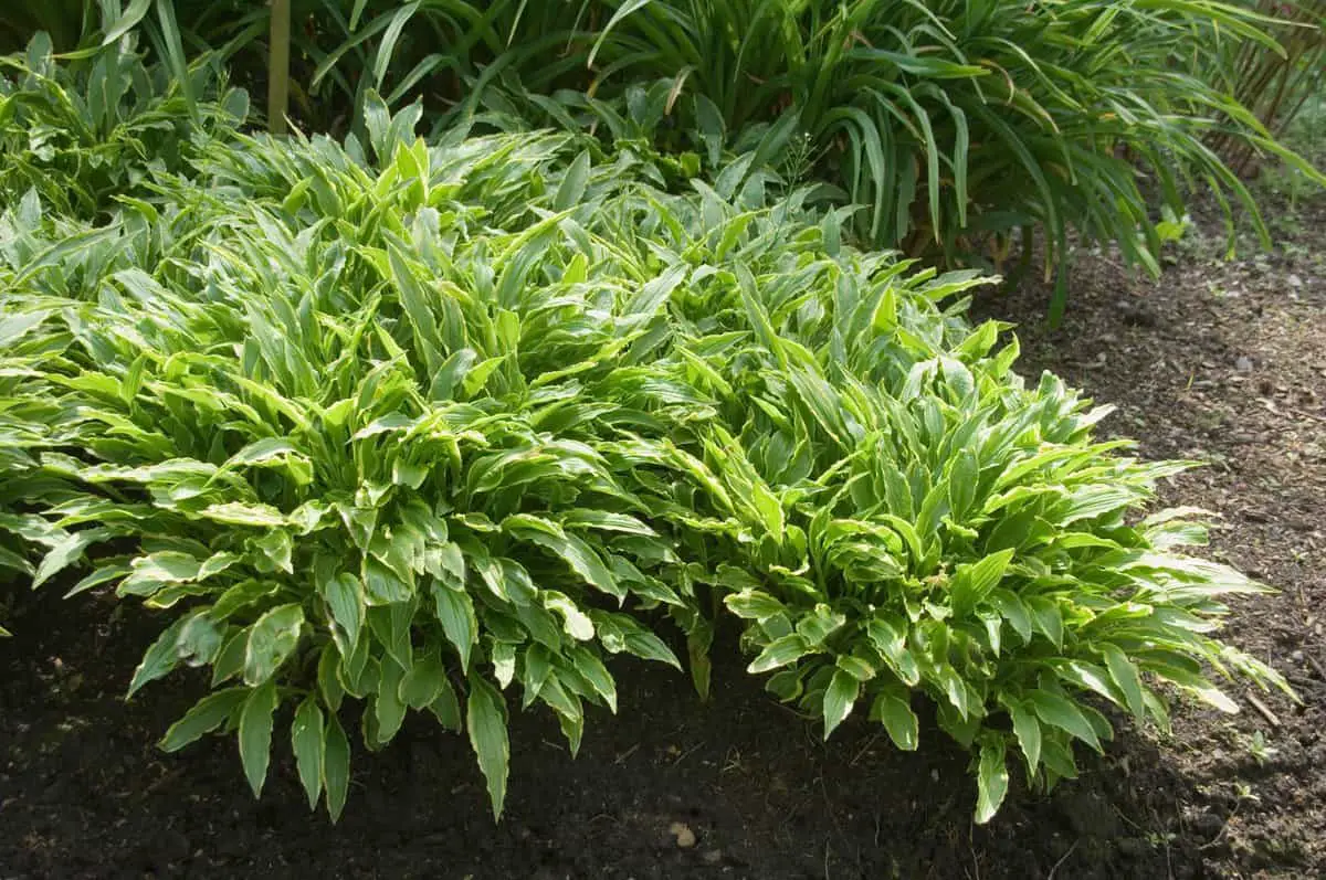 Clump of Stiletto Hostas in the garden.