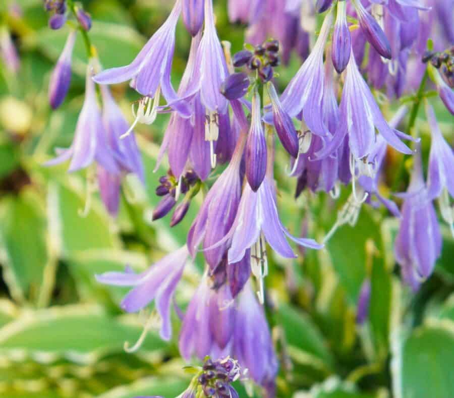 Hosta Stiletto flowers