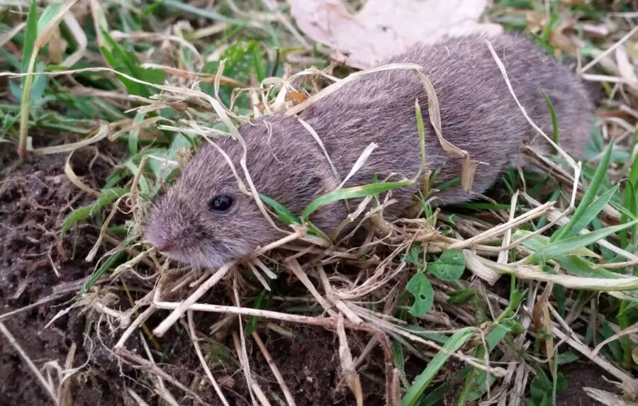 A vole near a drainage ditch.