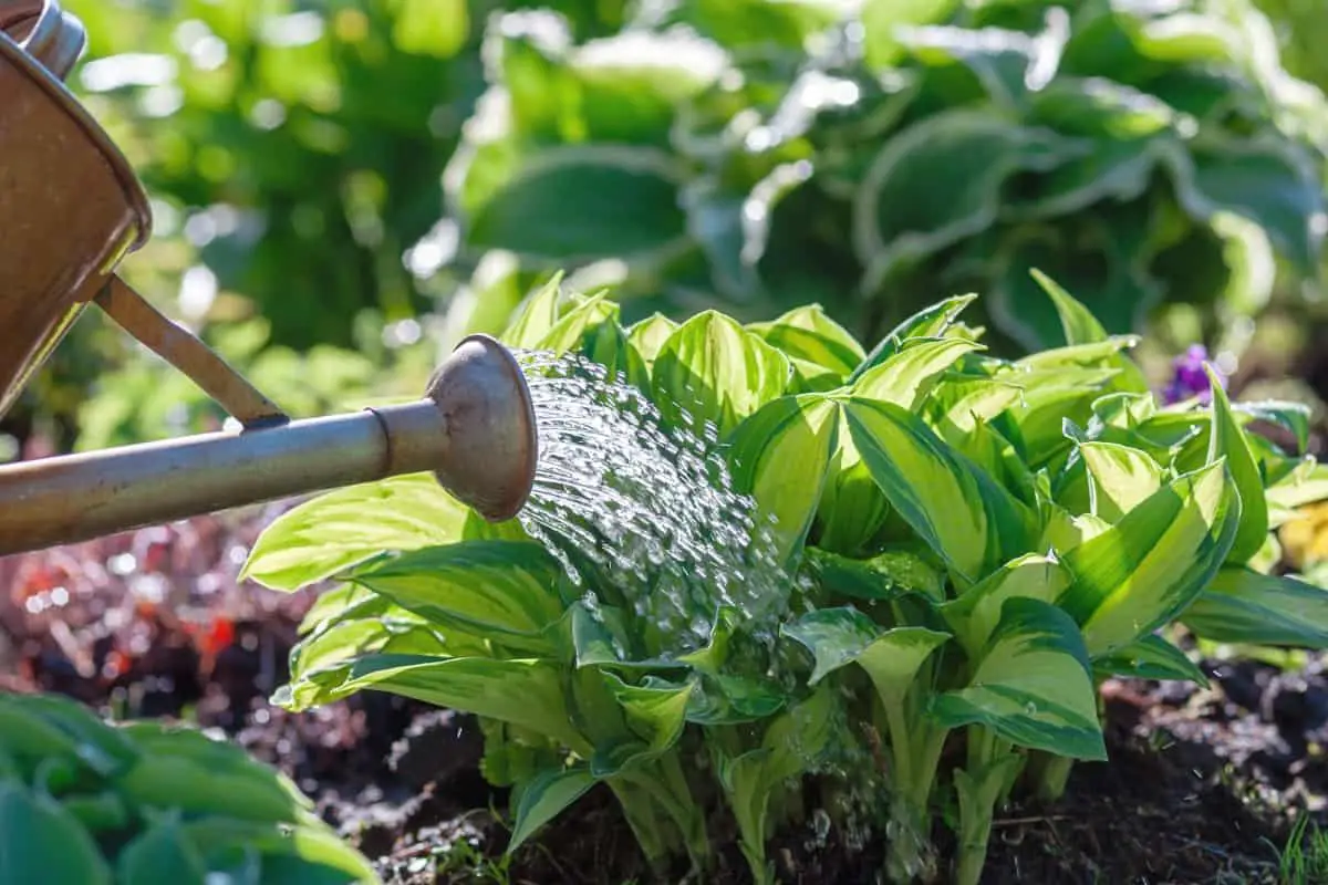 Watering hostas in the summer with a watering can.