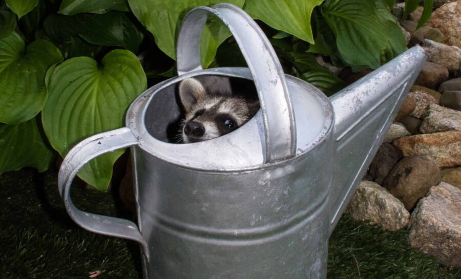 Young raccoon in watering can.