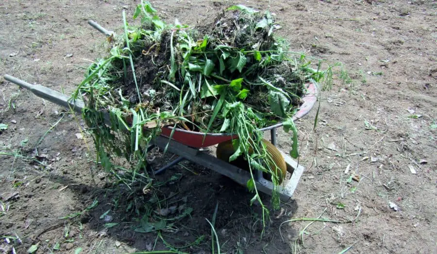 A wheelbarrow full of weeds.