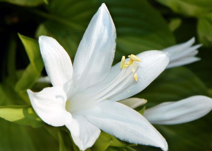 White fragrant hosta flower.