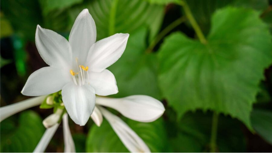 A white hosta flower cluster