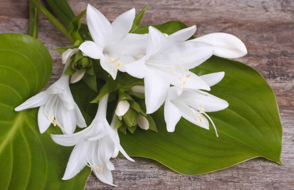 White hosta flowers with leaves