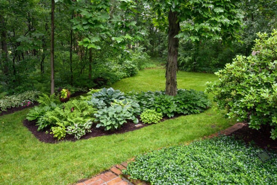 Beautiful woodland garden and lawn featuring hostas.