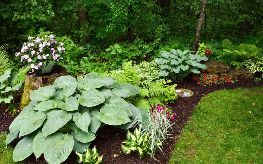 A woodland garden with hostas, ferns and other perennials and grasses.