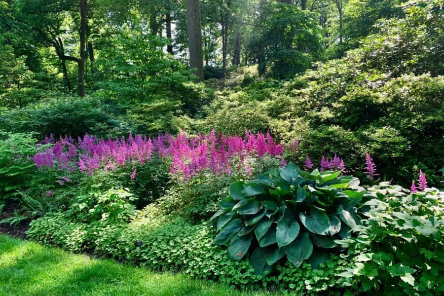 Large green hosta and rich pink Astilbes in a woodland setting.
