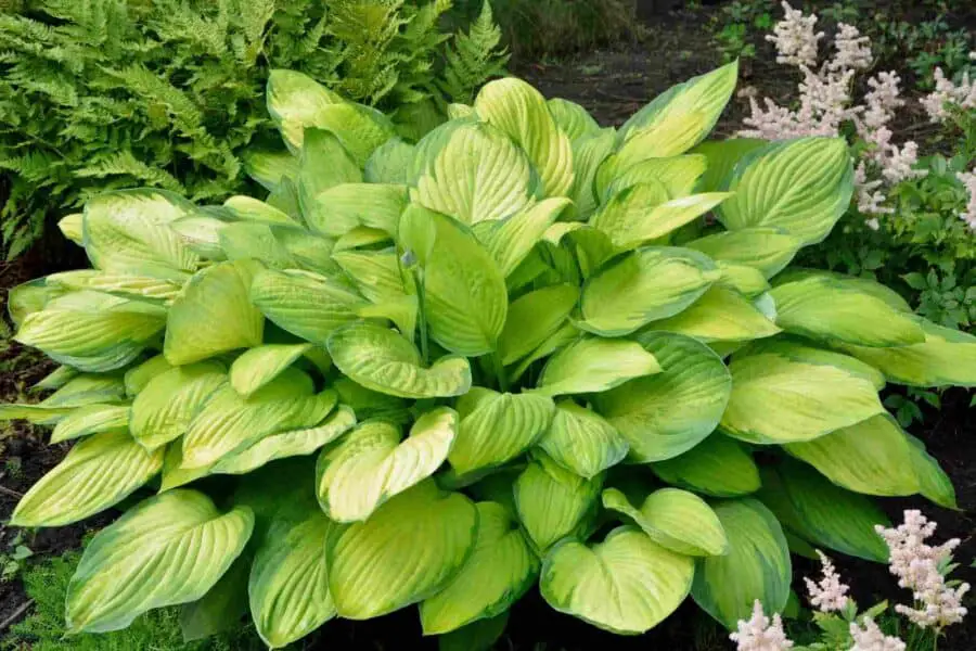 A yellow hosta with narrow green margins in the garden.