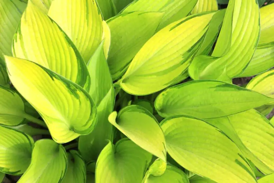 Yellow hosta leaves with a touch of green.