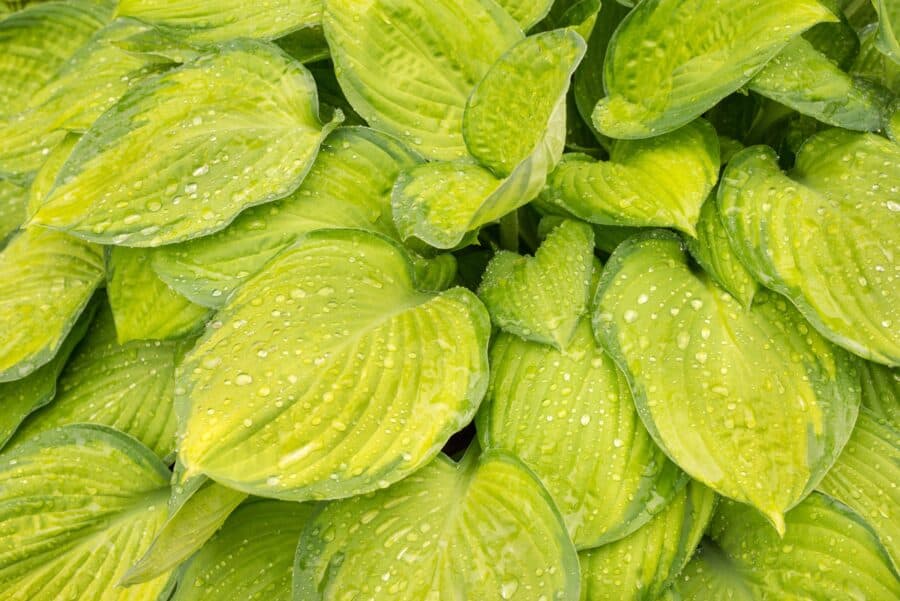 Yellow hosta leaves touched with green and raindrops.
