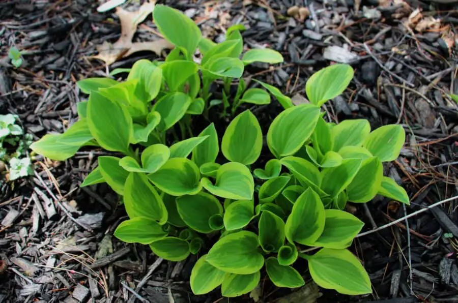 A young hosta Golden Tiara plant in the spring.