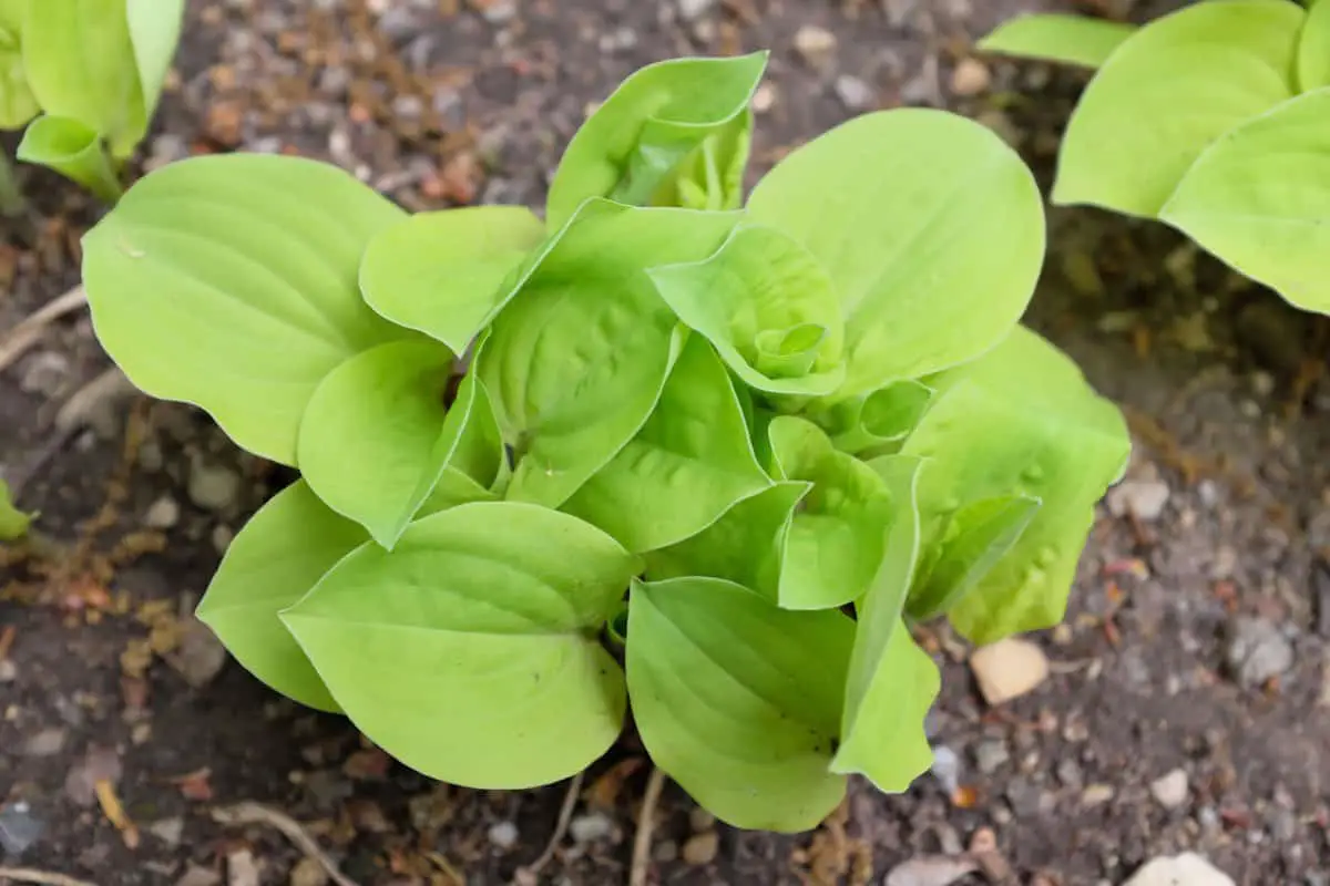 A young Hosta Cheating Heart planted in the garden.